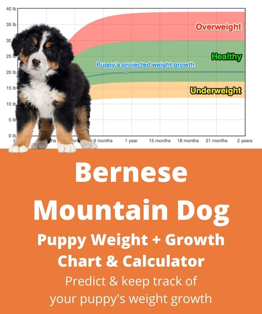 Bernese Mountain Dog Weight+Growth Chart 2021 How Heavy